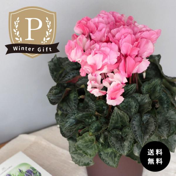 プレミアム シクラメン ミルキーガール 5号鉢 送料無料 ますだ農園 お歳暮 冬ギフト プレゼント ...
