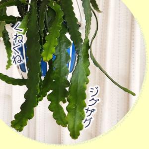 観葉植物 エピフィルム ハクビクジャク 5号 ...の詳細画像1