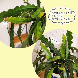観葉植物 エピフィルム ハクビクジャク 5号 ...の詳細画像2