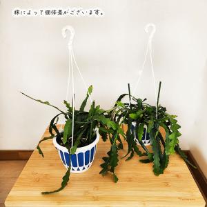 観葉植物 エピフィルム ハクビクジャク 5号 ...の詳細画像3