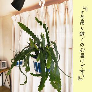 観葉植物 エピフィルム ハクビクジャク 5号 ...の詳細画像4