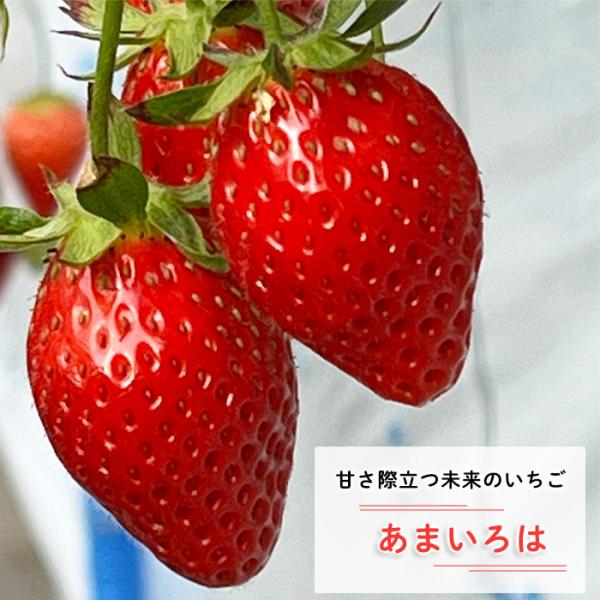 予約販売 イチゴ 苗 あまいろは 9cmポット 品種登録出願中 いちご 苺 ストロベリー 野菜苗 家...