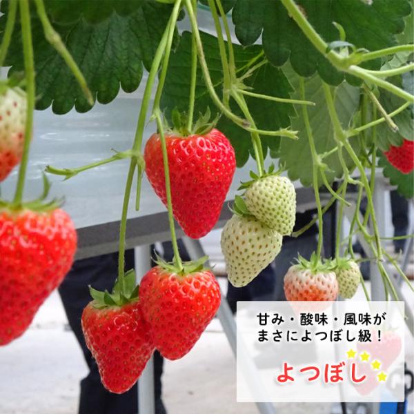 予約販売 イチゴ 苗 よつぼし 9cmポット 登録品種 四季なり いちご 苺 ストロベリー 野菜苗 ...