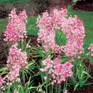 予約販売 球根 シラー カンパニュラータ ロゼア 福花園 5球 fke 10月中旬以降発送