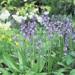 予約販売 球根 シラー カンパニュラータ ブルー 福花園 5球 fke 10月中旬以降発送