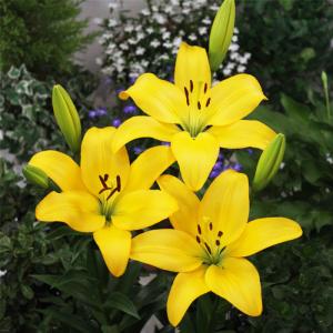 予約販売 球根 すかし百合 セベネス 福花園 2球 fke 10月中旬以降発送