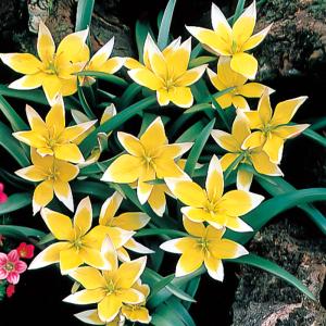 予約販売 球根 原種系チューリップ タルダ 福花園 5球 fke 10月中旬以降発送