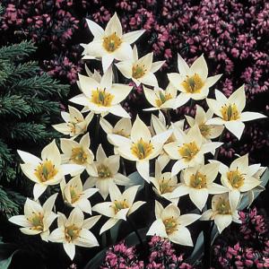 予約販売 球根 原種系チューリップ トルケスタニカ 福花園 5球 fke 10月中旬以降発送