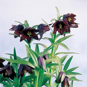予約販売 球根 フリチラリア 黒ユリ 福花園 1球 fke 10月中旬以降発送