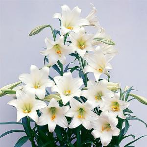 予約販売 球根 すかし百合 鉄砲ユリ 福花園 2球 fke 10月中旬以降発送