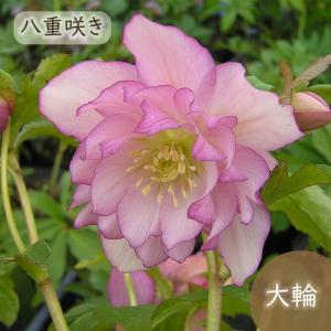 クリスマスローズ苗 ダブル イエローピコティ 杉山交配 9cmポット