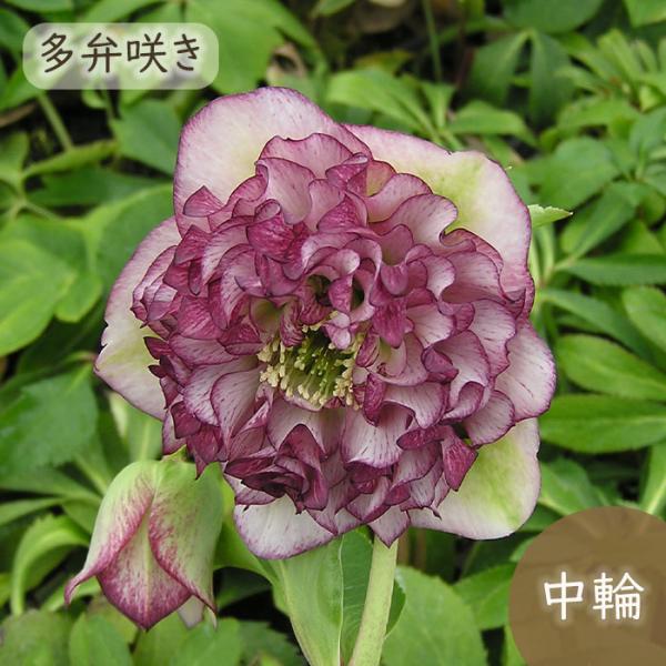 クリスマスローズ苗 グレイスプリマドレス 9cmポット 横山園芸 宿根草 花苗 ガーデニング 苗 m...