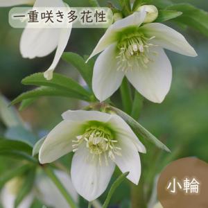 予約販売 クリスマスローズ苗 グリーンリップ・利休系 12cmポット 送料