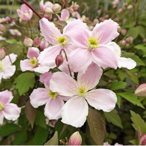 予約販売 クレマチス 苗 キングスドリーム ヴィオルナ系 杉本さんの