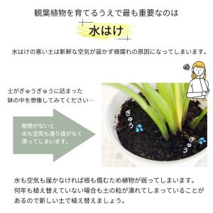 資 観葉植物の土 5L 観葉植物 土 培養土 ...の詳細画像4