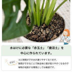 資 観葉植物の土 5L 観葉植物 土 培養土 ...の詳細画像5
