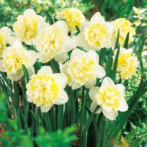 予約販売 球根 八重咲き水仙 アイスキング 福花園 2球 fke 10月中旬以降発送