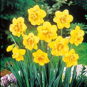 予約販売 球根 八重咲き水仙 タヒチ 福花園 2球 fke 10月中旬以降発送
