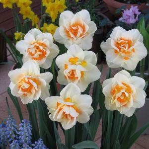 予約販売 球根 八重咲き水仙 フラワーパレード 福花園 2球 fke 10月中旬以降発送