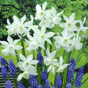 予約販売 球根 変わり咲き水仙 タリア 福花園 2球 fke 10月中旬以降発送
