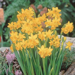 予約販売 球根 変わり咲き水仙 テータテート 福花園 2球 fke 10月中旬以降発送