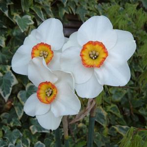 予約販売 球根 変わり咲き水仙 ツリーベック 福花園 2球 fke 10月中旬以降発送