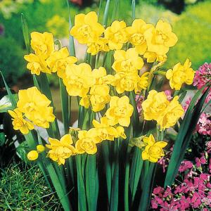 予約販売 球根 芳香水仙 イエローチャフルネス 福花園 2球 fke 10月中旬以降発送