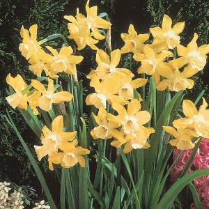予約販売 球根 芳香水仙 ピピット 福花園 2球 fke 10月中旬以降発送