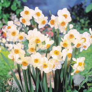 予約販売 球根 房咲き水仙 ゼラニューム 福花園 2球 fke 10月中旬以降発送