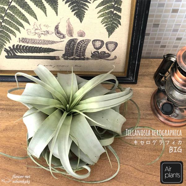 エアープランツ BIGサイズ キセログラフィカ チランジア チランドシア 観葉植物 インテリア おし...
