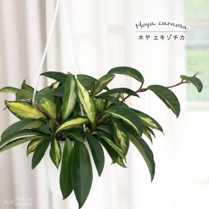 【現品】ブーファン・ディスティカ（ディスティチャ）　8号　紺鉢（2） 楽天市場】【現品】ブーファン・ディスティカ（ディスティチャ