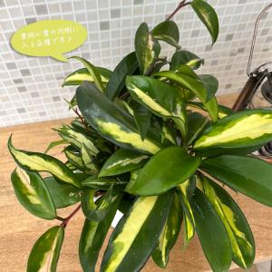 観葉植物 ホヤ カルノーサ エキゾチカ 4号 ...の詳細画像1