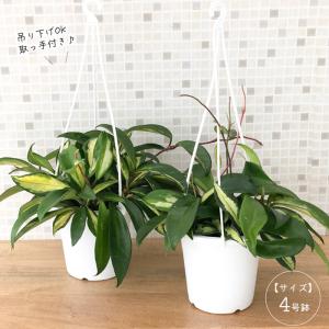 観葉植物 ホヤ カルノーサ エキゾチカ 4号 ...の詳細画像2