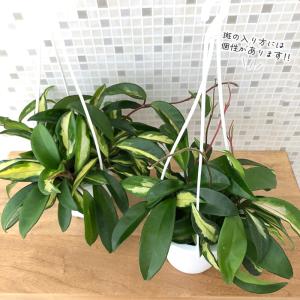 観葉植物 ホヤ カルノーサ エキゾチカ 4号 ...の詳細画像3