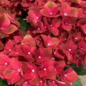 日本花キ流通 予約販売 アジサイ ディープパープル 10.5cmポット