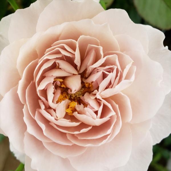 予約販売 バラ 苗 バラ 新苗 大輪 グレイパール 四季咲き 薔薇 ばら グレー hbs 4月中旬以...