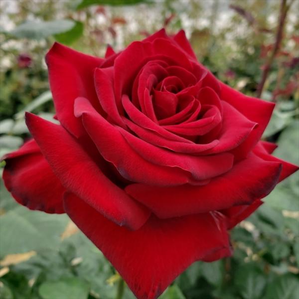 予約販売 バラ 苗 バラ 新苗 大輪 シュワルツマドンナ 四季咲き 薔薇 ばら 赤 hbs 4月中旬...