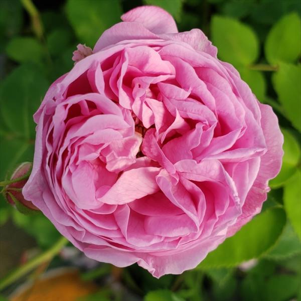 予約販売 バラ 苗 バラ 新苗 オールドローズ ルイーズオディエ 返り咲き 中輪 薔薇 ばら ピンク...