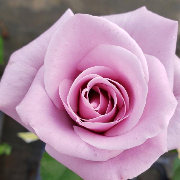 予約販売 バラ 苗 バラ 新苗 大輪 スターリングシルバー 四季咲き 薔薇 ばら 紫 hbs 4月中...