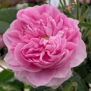 予約販売 クレマチス 苗 アーマンディアップルブロッサム アーマンディ