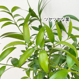 観葉植物 梛 ナギ 7号鉢 なぎ まもりの樹 ...の詳細画像1