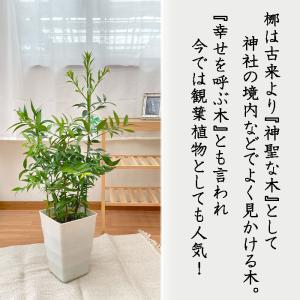 観葉植物 梛 ナギ 7号鉢 なぎ まもりの樹 ...の詳細画像2
