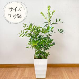 観葉植物 梛 ナギ 7号鉢 なぎ まもりの樹 ...の詳細画像3
