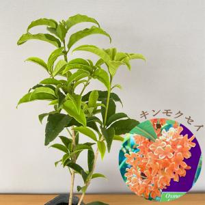 キンモクセイ 10.5cmポット 金木犀 苗木 花木｜フラワーネット日本花キ流通