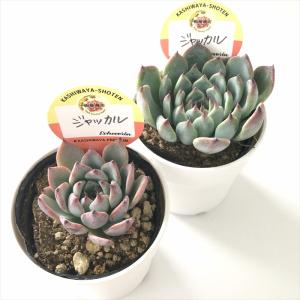 多肉植物 kswエケベリア ジャッカル 柏屋商...の詳細画像1