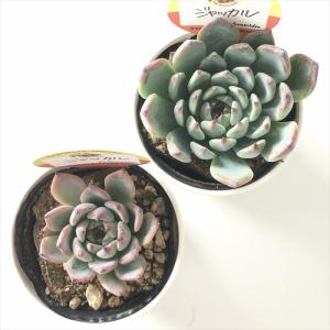 多肉植物 kswエケベリア ジャッカル 柏屋商...の詳細画像2