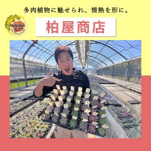 多肉植物 kswエケベリア ジャッカル 柏屋商...の詳細画像3