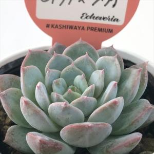 多肉植物 kswエケベリア ヒアリナ×ラウイ 柏...の商品画像
