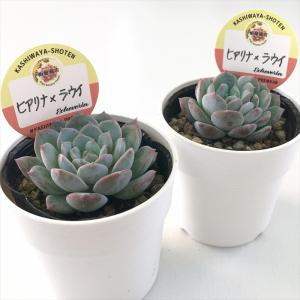 多肉植物 kswエケベリア ヒアリナ×ラウイ ...の詳細画像1