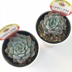 多肉植物 kswエケベリア ヒアリナ×ラウイ ...の詳細画像2